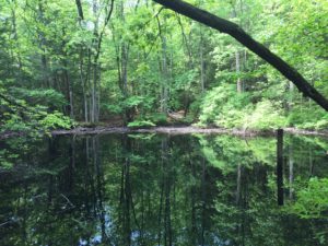 Buttonbush pool in May